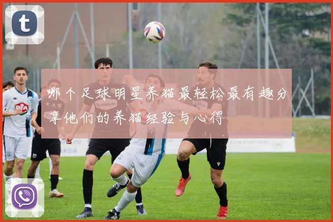 哪个足球明星养猫最轻松最有趣分享他们的养猫经验与心得
